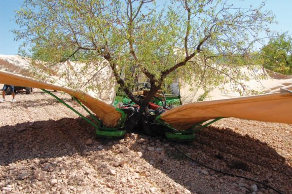 recogida almendras finca tractor campo guadix